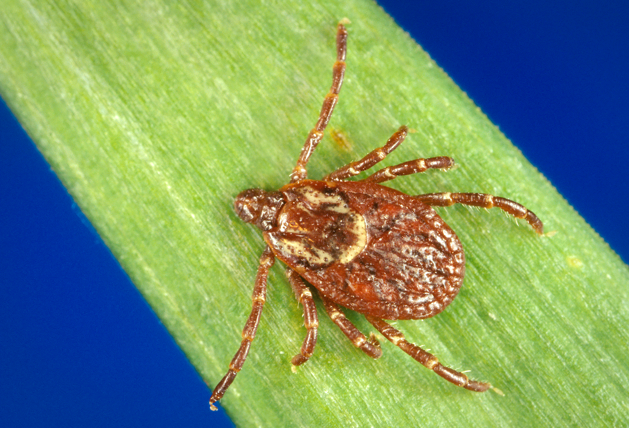 Information On Ticks In Vermont Vermont Department Of Health