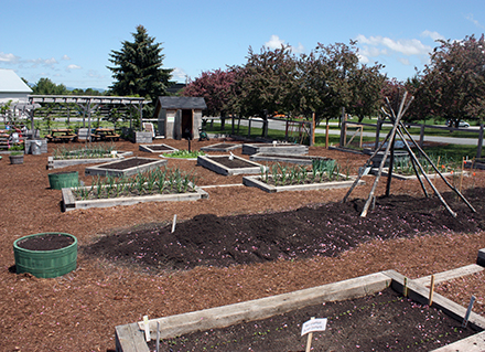 raised gardens beds and paths