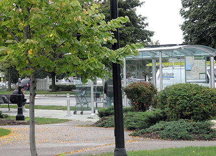 trees and bus shelter