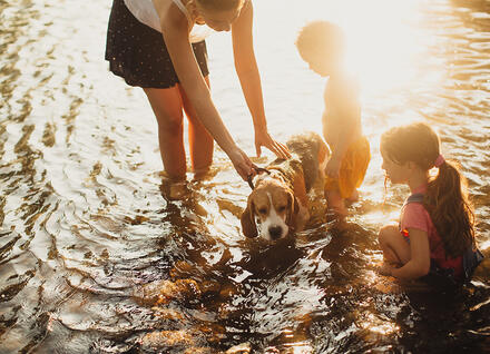 dog with kids in a stream