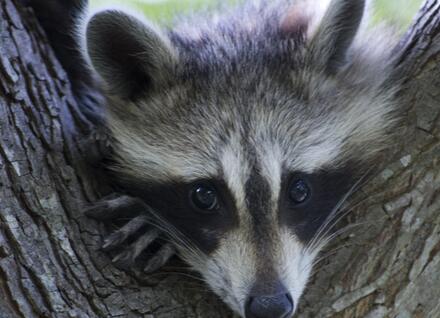Raccoon in tree Raccoon in tree