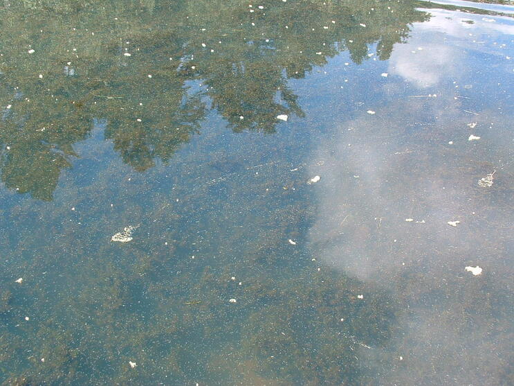Bluegreen Algae/ Cyanobacteria Vermont Department of Health