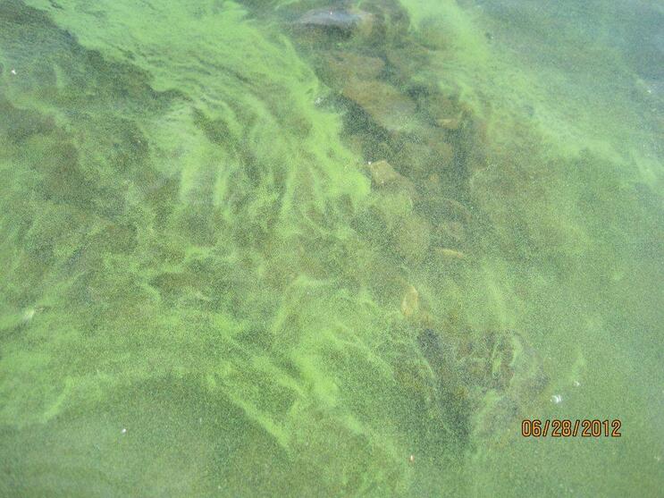 cyanobacteria algae
