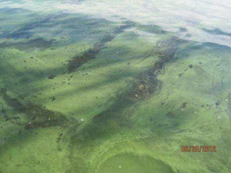 cyanobacteria algae