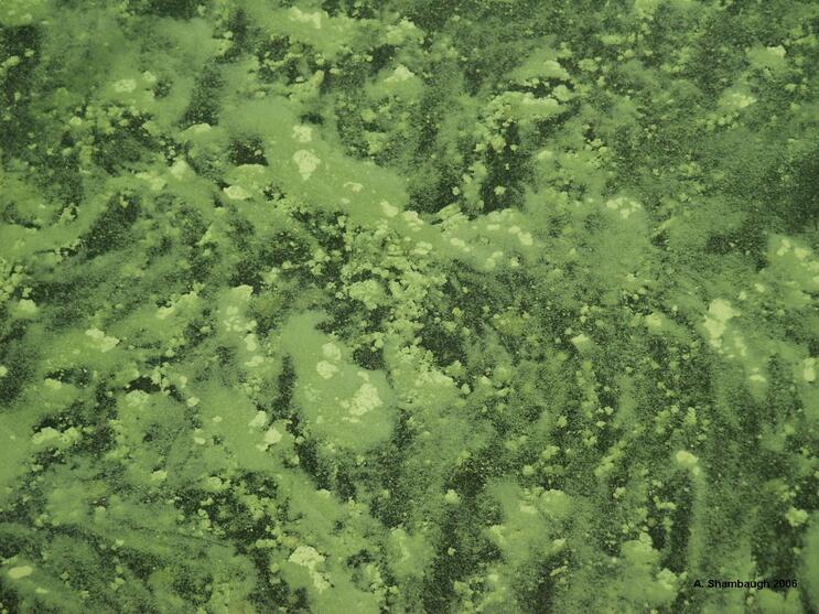 Bluegreen Algae/ Cyanobacteria Vermont Department of Health