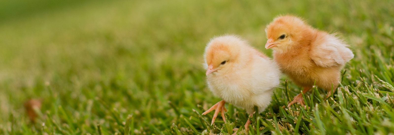 Two yellow baby chickens walking in grass.