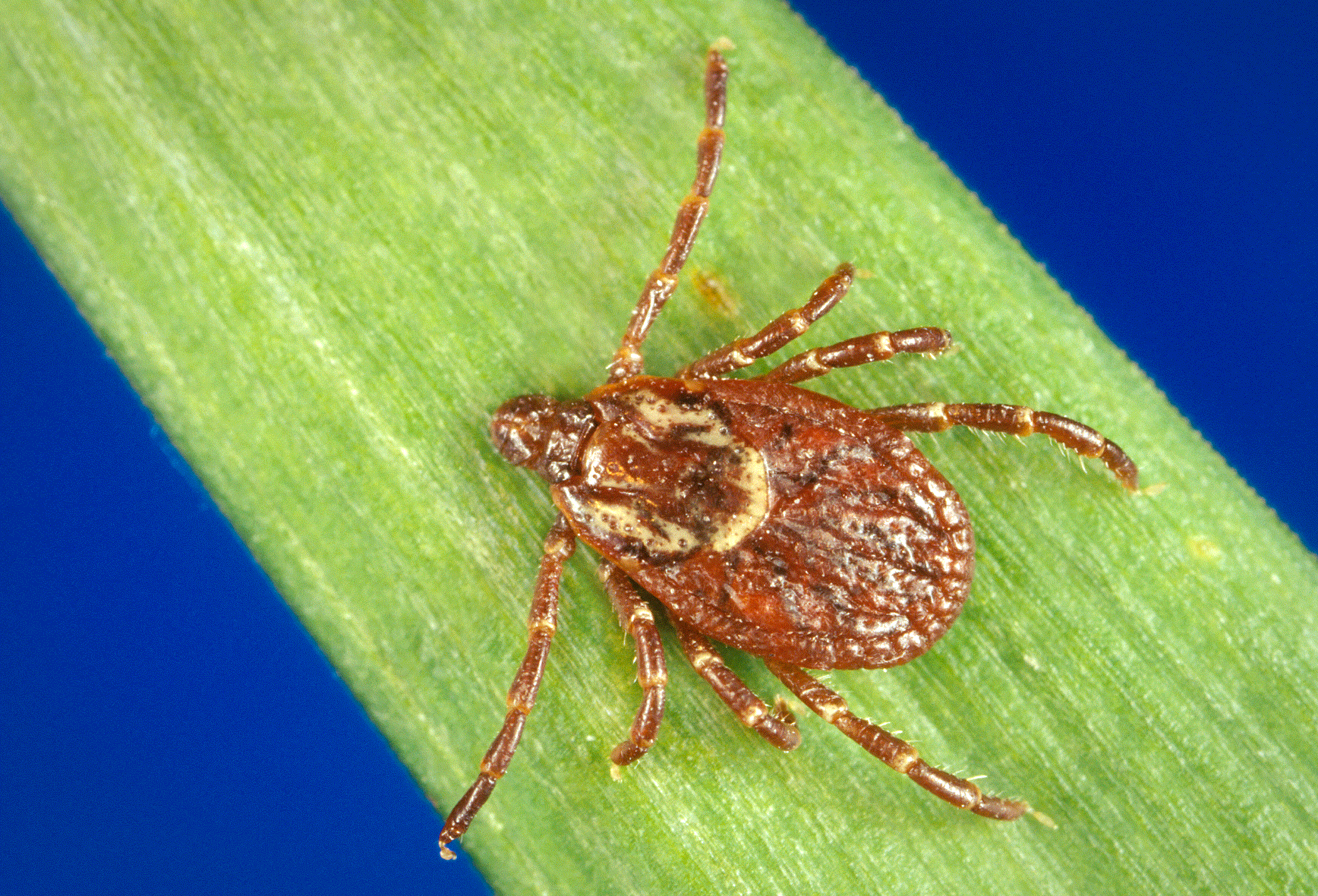 Image of a dog tick