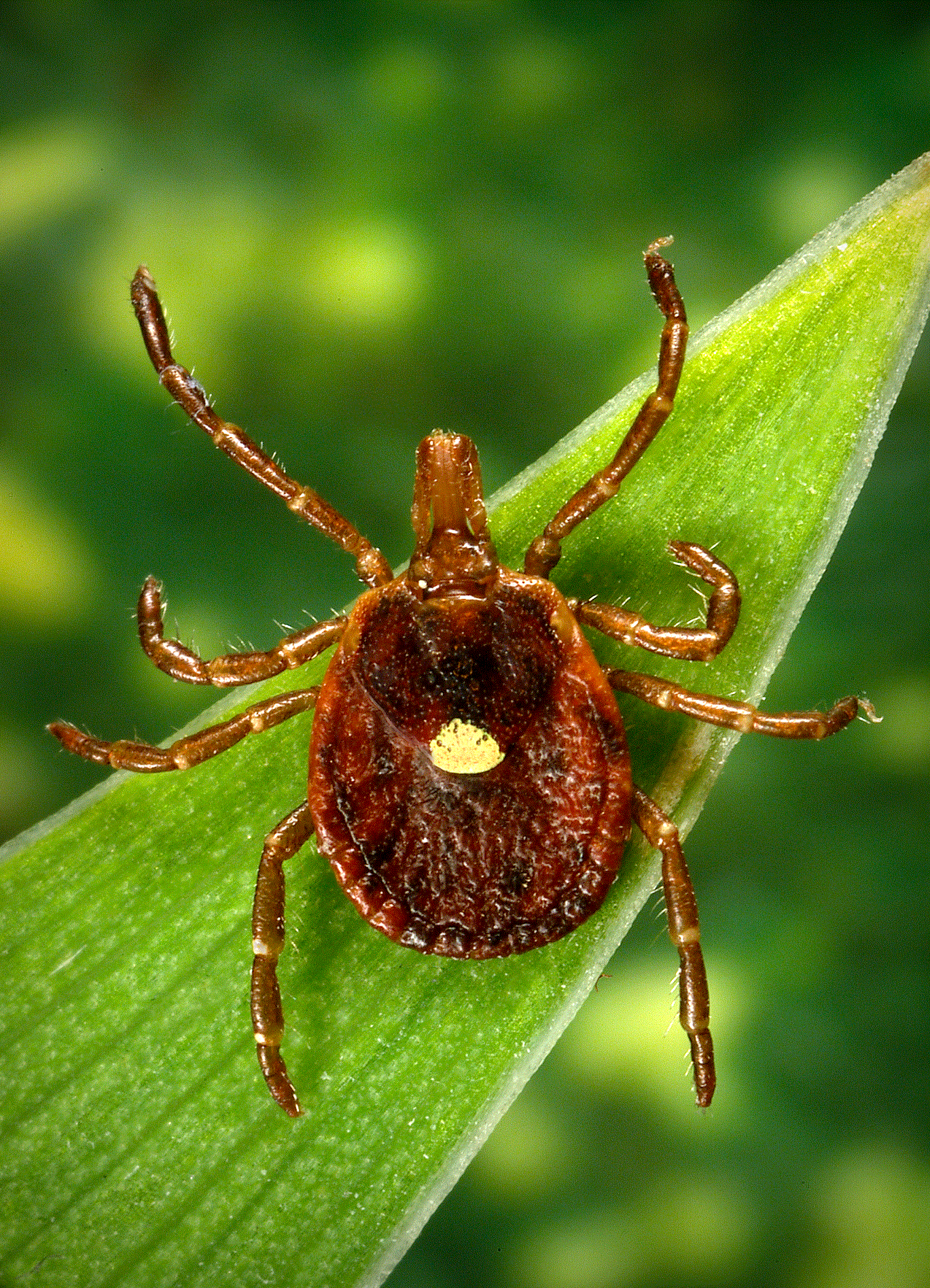 Information on Ticks in Vermont Vermont Department of Health