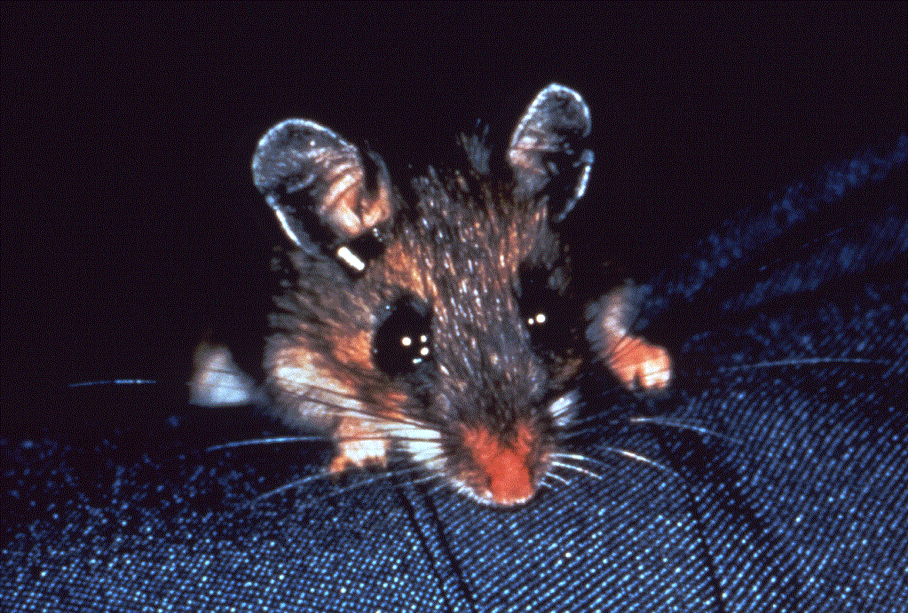 Image of a whitefooted mouse