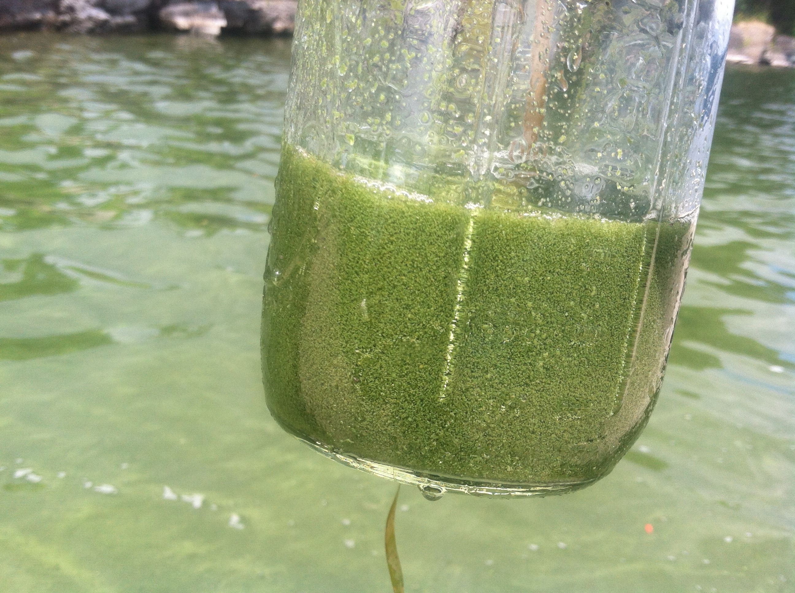Cyanobacteria (Blue-Green Algae) Tracker | Vermont Department of Health Cyanobacteria (Blue-Green Algae) Tracker | Vermont Department of Health