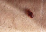 bed bug - small