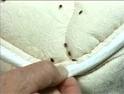 bed bugs on mattress