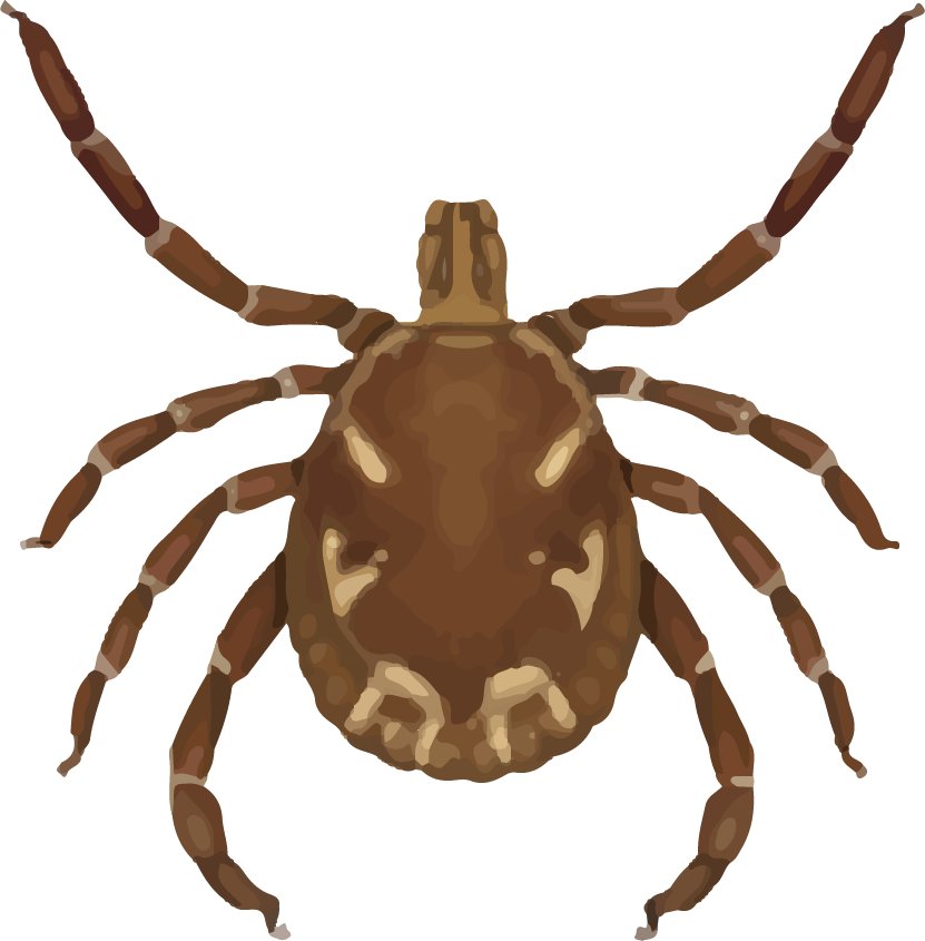 Tick-Size-Chart_Lonestar-M.png | Vermont Department of Health