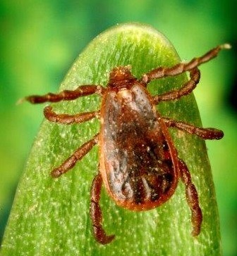 Image of a brown dog tick