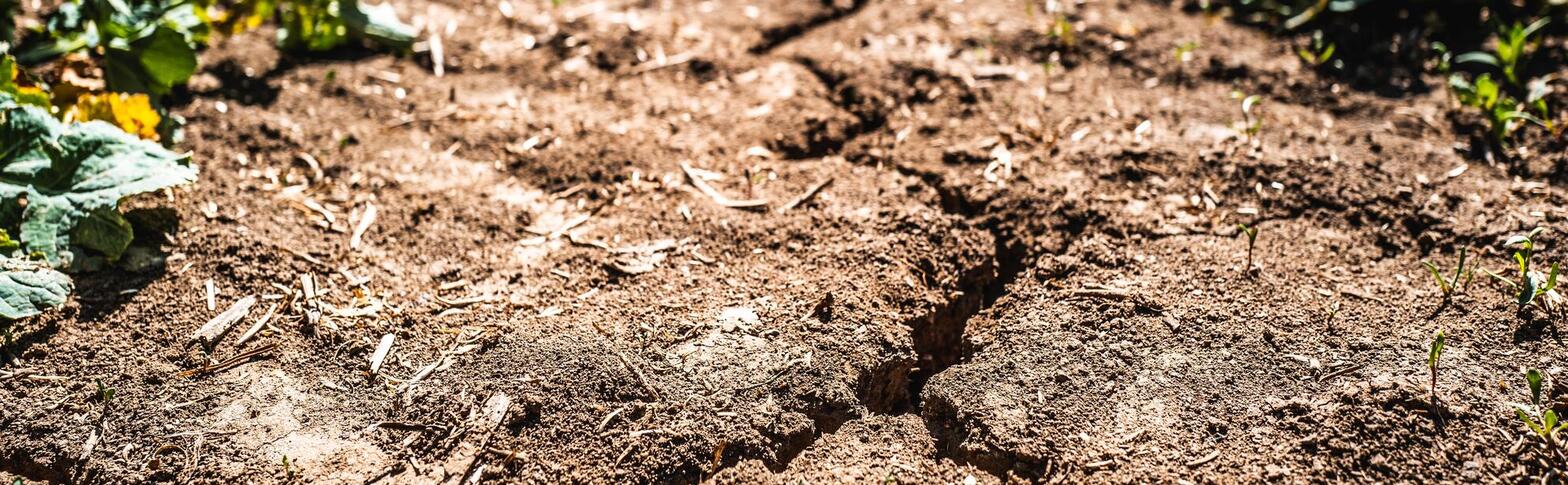 cracked soil between rows of plants