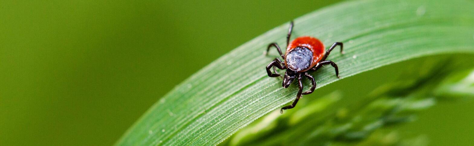 blacklegged tick on a leaf