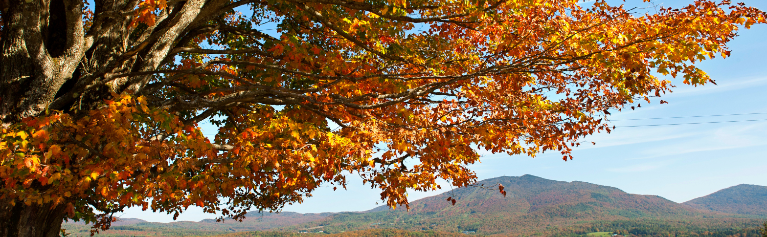 Fall foliage in the mountains