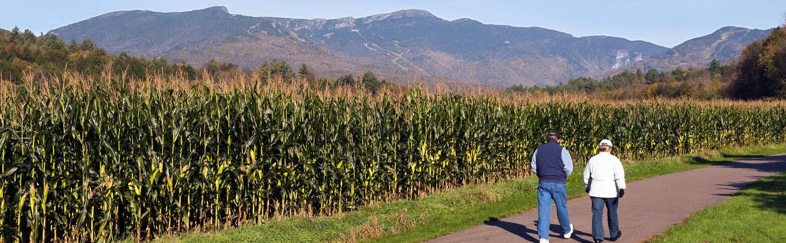 two people walking on path beside cornfield