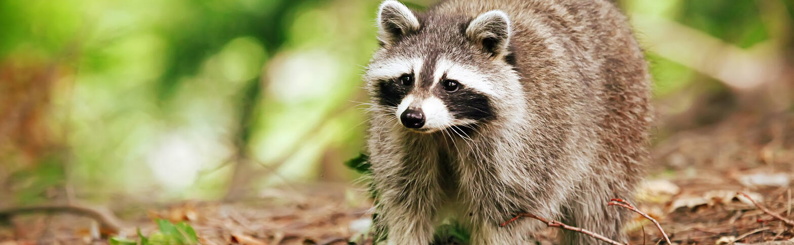 Raccoon in woods