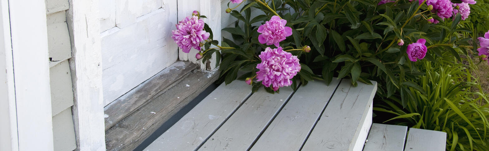 flowers by a door with chipping paint