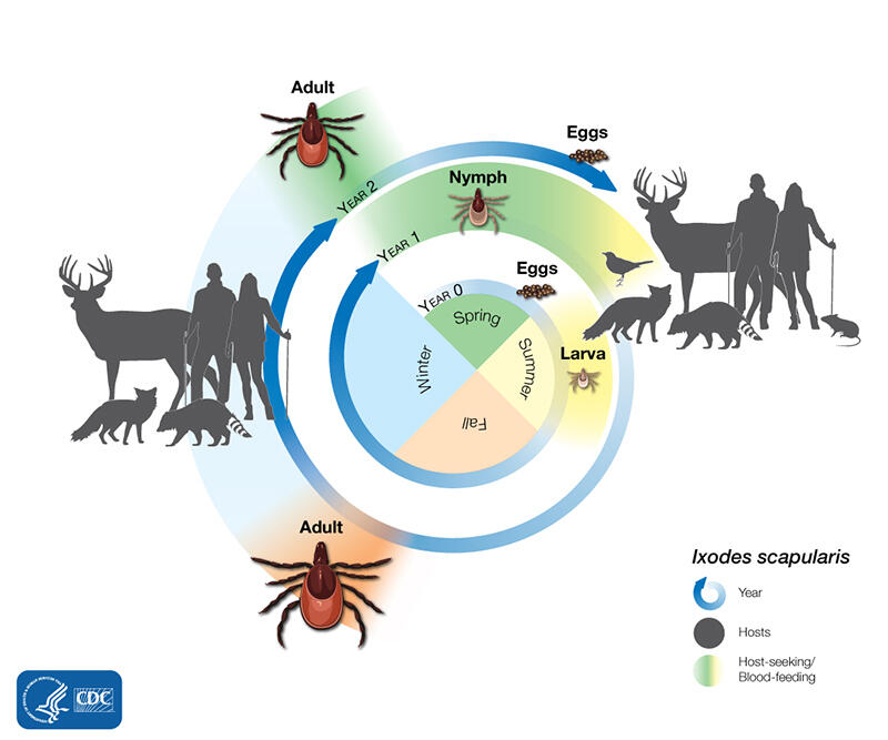 Illustrative chart displaying the life cycle between birth and 2+ years old for Ixodes scapularis, or the blacklegged tick. Adult ticks seek blood-meals in the fall, whereas nymphal ticks seek blood-meals in the spring.