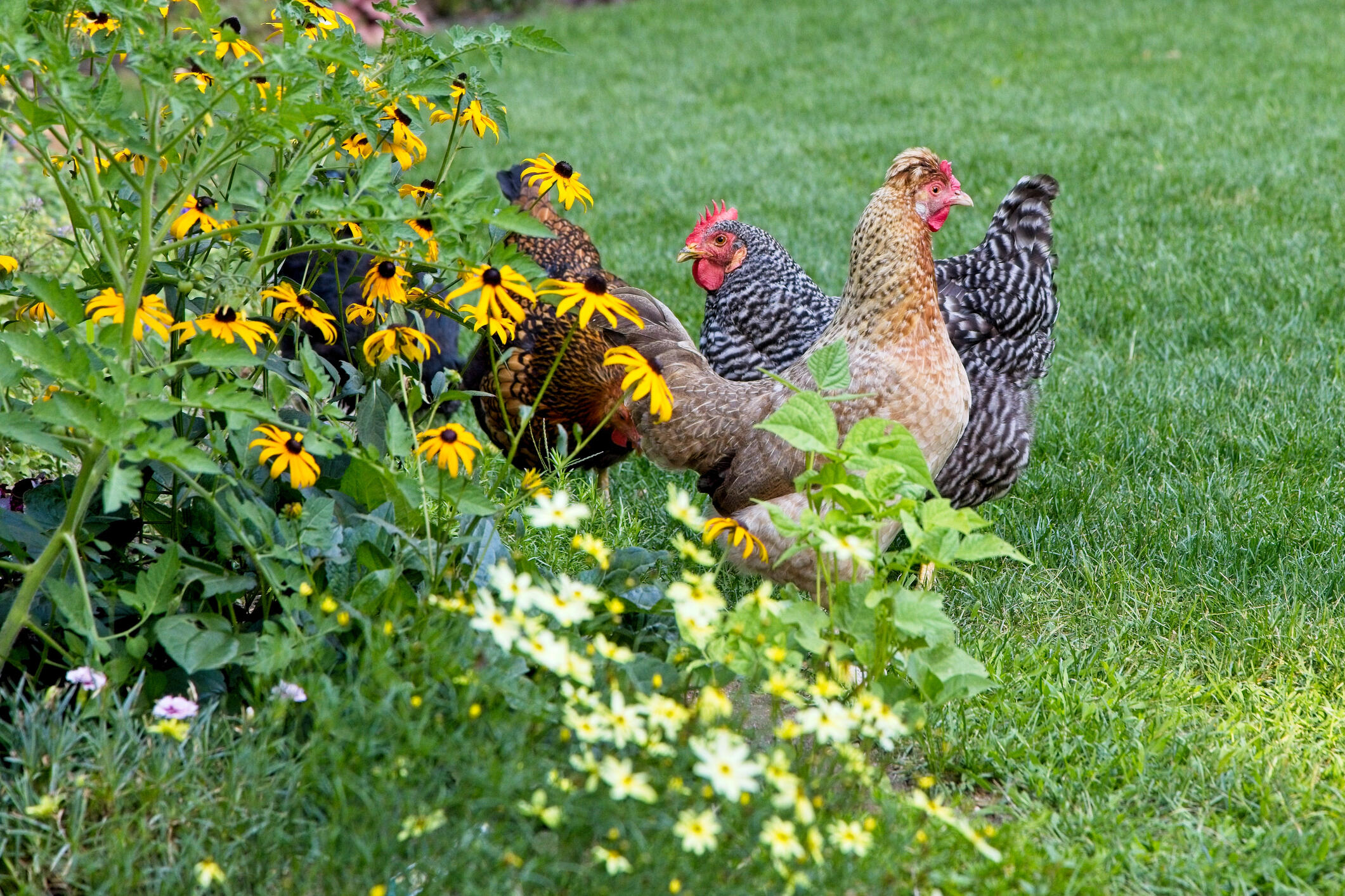 Chickens walking on grass near flowers. 