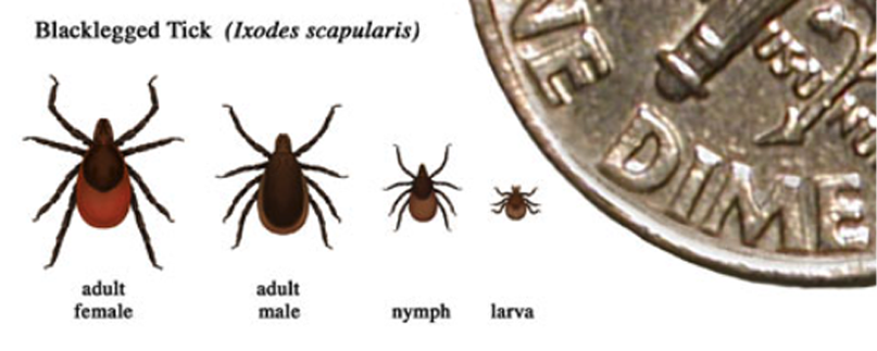 Black Legged Tick lifecycle