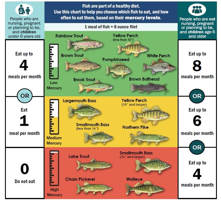 Fish You Catch in Vermont Safe Eating Guidelines