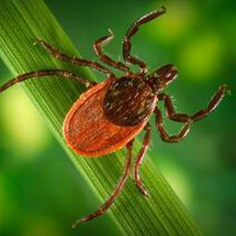 Black legged tick