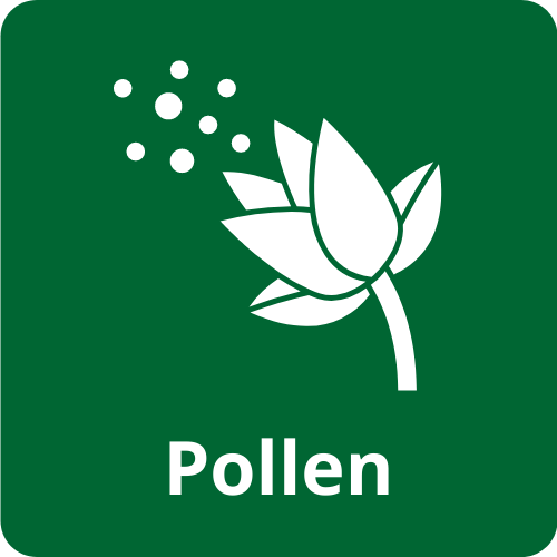 pollen