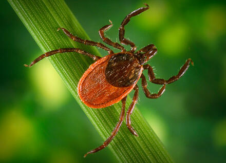 Blacklegged Tick Blacklegged Tick