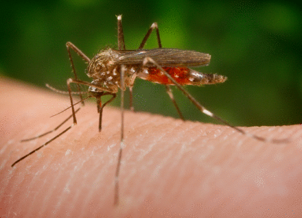West Nile Virus Vermont Department Of Health