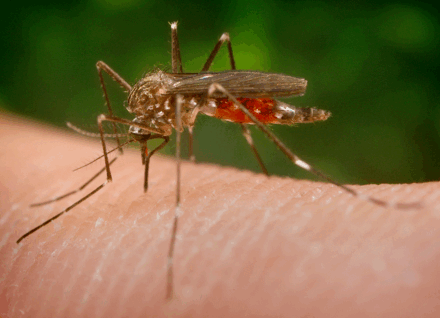 Mosquito Image of a mosquito