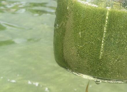 cyanobacteria