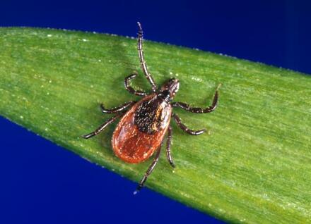 Blacklegged Tick Blacklegged Tick