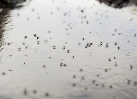 Photo of mosquitoes on top of a pool of water