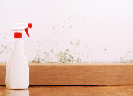 mold on wall with cleaning bottle