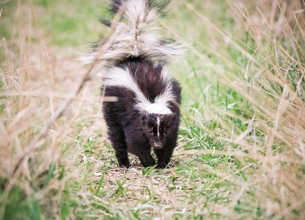 Rabies Featured Image - Skunk Rabies Featured Image - Skunk