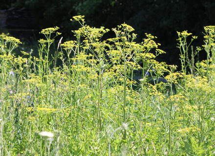 wild (poison) parsnip wild (poison) parsnip