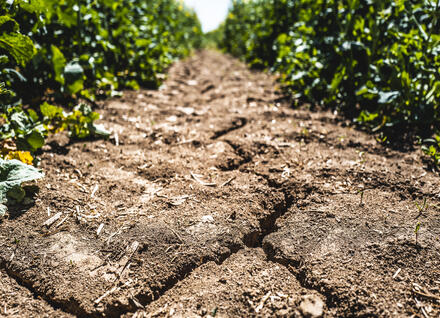 dry, cracked soil with plants growing dry, cracked soil with plants growing