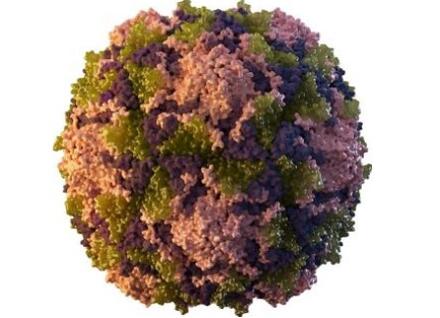 A 3D representation of a poliovirus particle.