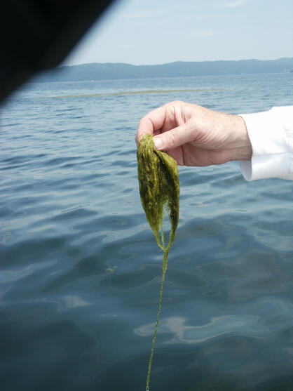 Green Algae