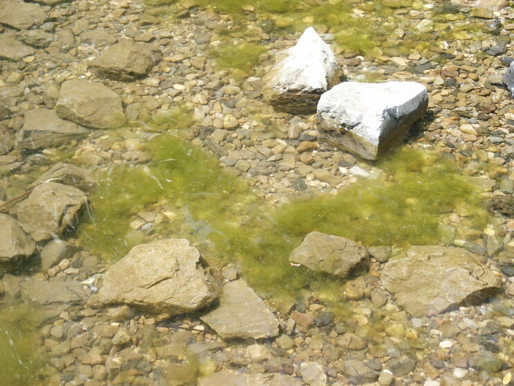 Shoreline accumulations of Spirogyra (green algae) 