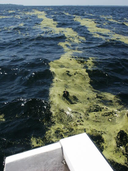 Green Algae