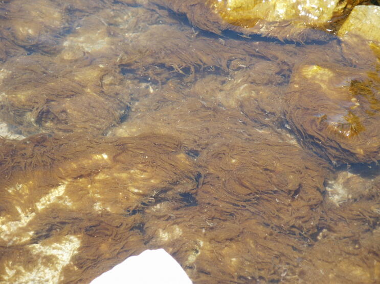 Submerged Spirogyra (green algae) 