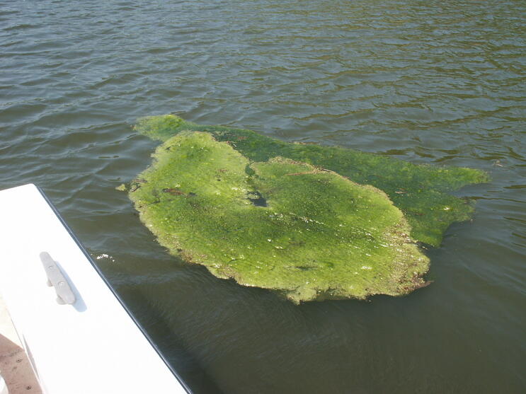 Floating mass of Spirogyra and Mougeotia (green algae)