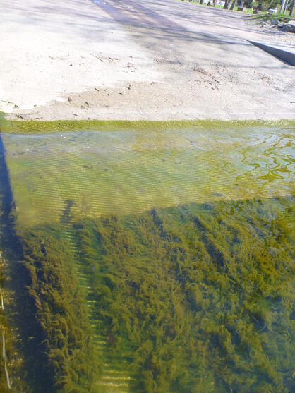 Submerged Spirogyra (green algae)