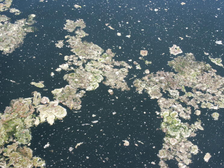 Floating clumps of Ulothrix (green algae)