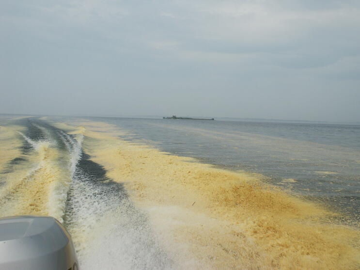 Accumulation of pine pollen 