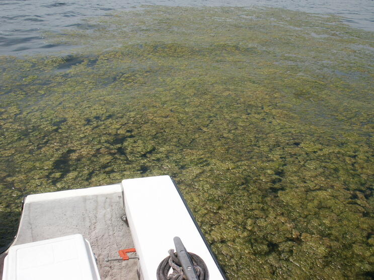 Floating clumps of Ulothrix (green algae) 